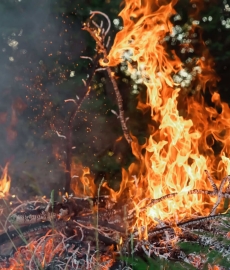 How to Manage Bushfire Risks